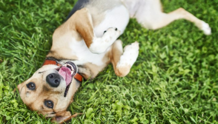 小狗在草地上玩耍