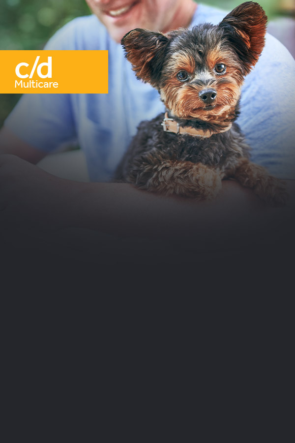 Perro Yorkshire Terrier cachorro miniatura cargado en brazos